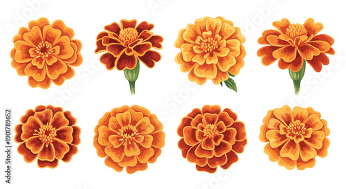 Collection of orange marigold flowers with green stems