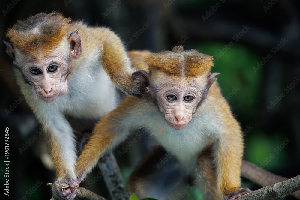 Fototapeta premium mother and baby