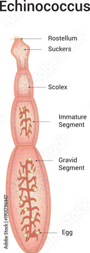 Echinococcus Science Design Vector Illustration Diagram