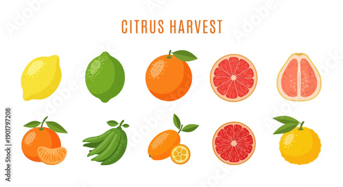 Flat illustration of ten citrus fruits whole and cut titled Citrus Harvest