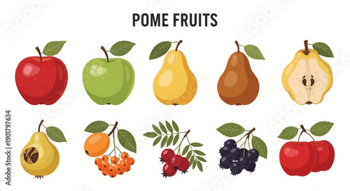 Illustration of various pome fruits including apples pears and berries