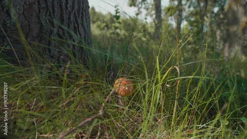 Wallpaper Mural A small mushroom is found growing among the grass near a tree trunk in a sunny forest area during spring. Torontodigital.ca