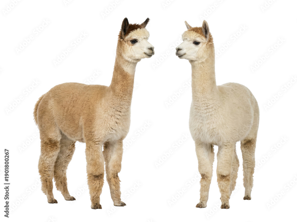 Obraz premium Beige alpaca or llama pair standing and facing each other, studio lighting, Isolated on white background