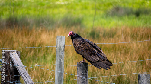 Turkey Vulture Perched on Fence Post in Open Field