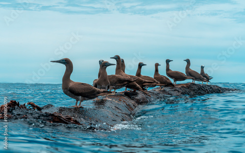 Cuadro en lienzo A flock of Brown Boobies (Sula leucogaster) resting together on a rock in the ocean