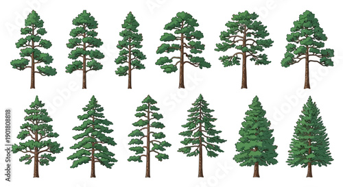 A collection of diverse evergreen coniferous trees, showcasing various shapes and sizes, rendered in a detailed illustration style.