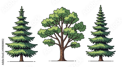 Three distinct trees, including two evergreen conifers and one deciduous broadleaf tree, are depicted against a white background.