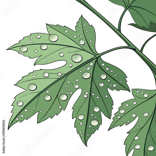 Obraz na płótnie A close-up view of a vibrant green leaf with intricate veins and serrated edges