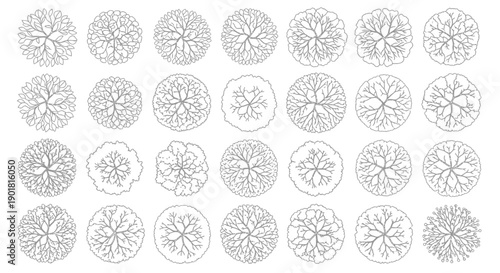 Canvastavla A collection of detailed black and white line drawings of various trees as seen from a top-down perspective