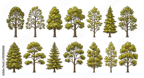 A collection of diverse deciduous and coniferous trees, rendered in a realistic illustration style, showcasing various shapes and foliage.