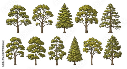 A collection of diverse deciduous and coniferous trees, rendered in a detailed, illustrative style.
