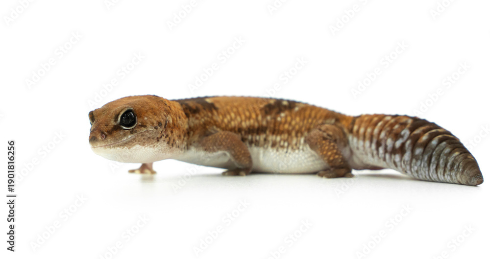 Obraz premium Side View of a Captive African Fat-Tailed Gecko Isolated on White Background in Studio
