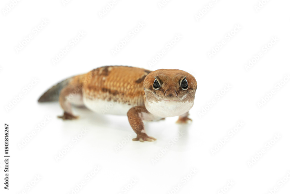 Fototapeta premium A Captive African Fat Tailed Gecko Isolated on White Background