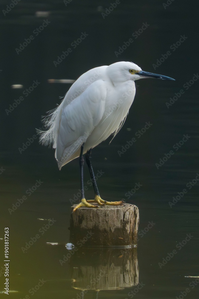 Naklejka premium The little white heron standing on the wooden stake