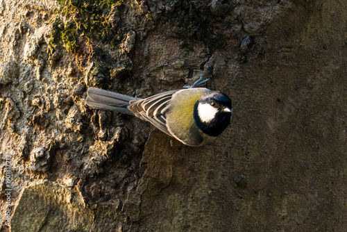 Billede på lærred Japanese Tit preparing to take off from the tree