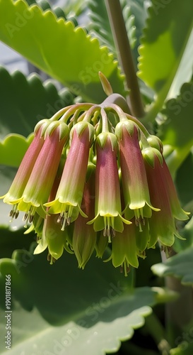 pink and yellow flowers