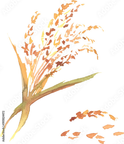 稲穂の水彩イラスト　ベクター