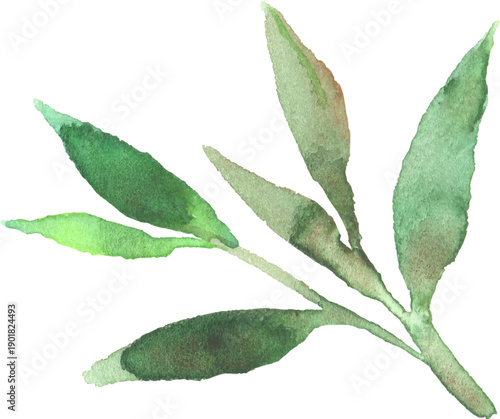 水彩で描いたお茶の葉っぱのイラスト　ベクター