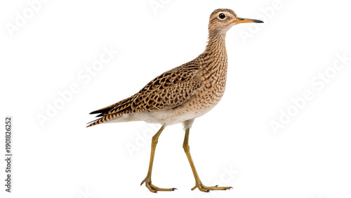 Canvas Print Bartramia longicauda (Upland Sandpiper) Bird walking on its long legs  isolated