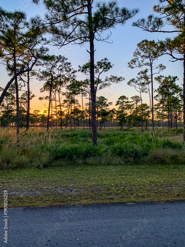 Sunset in Slash Pine Forest with Prairie and Golden Sky