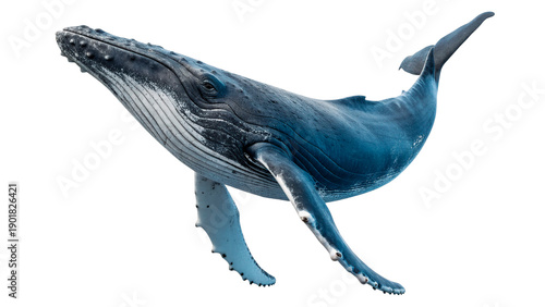 Humpback whale swimming isolated on transparent background cut out