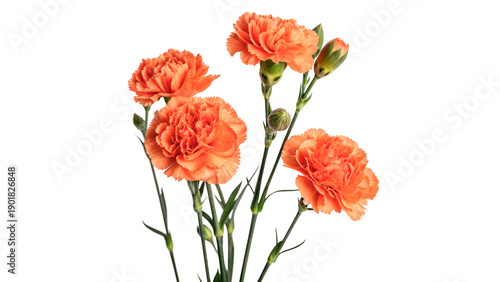 Fotografie Carnations in orange color isolated on transparent background cut out