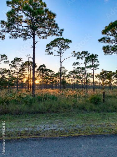 Sunset in Slash Pine Forest with Prairie and Golden Sky