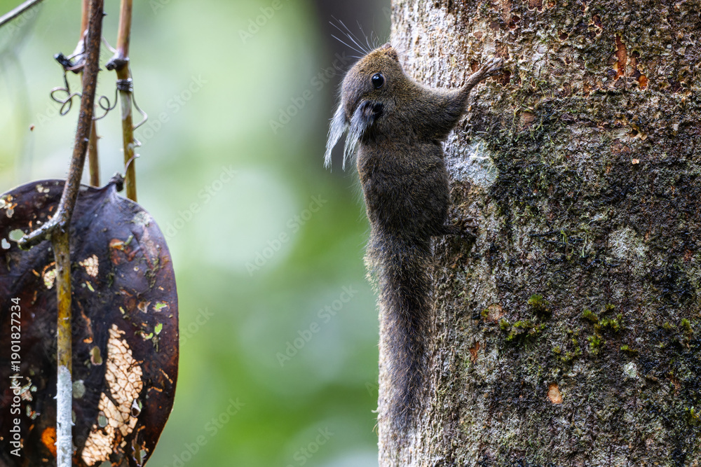 Obraz premium A close-up image of a Black-banded Squirrel (Callosciurus nigrovittatus) clinging to the trunk of a mossy tree in a tropical forest