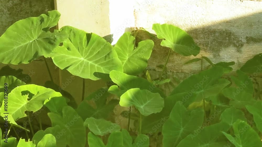 custom made wallpaper toronto digitalFresh tropical Elephant ear Alocasia leaves leaf plants plant in Thailand.