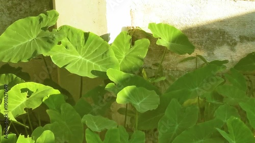 Wallpaper Mural Fresh tropical Elephant ear Alocasia leaves leaf plants plant in Thailand. Torontodigital.ca