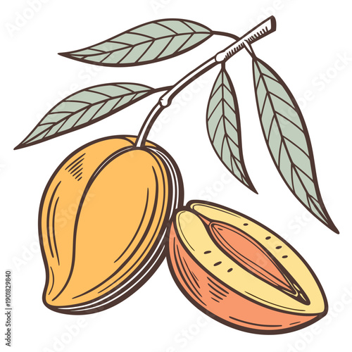 Bilde på lerret Two ripe mangoes with leaves on a white background, showcasing tropical fruit be