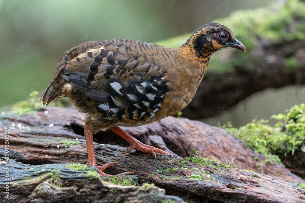 Obraz premium Red-breasted partridge couple standing on a mossy rock in the rainforest