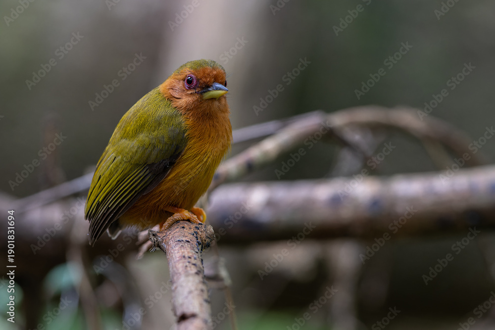 Obraz premium Nature wildlife image of piculet woodpecker standing on tree branches
