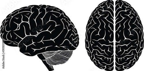 WebHuman Brain Illustration Silhouette Vector Set Showing Side Profile and Superior Top View Anatomical Graphics for Medical Healthcare Psychology Education and Neurological Science Research