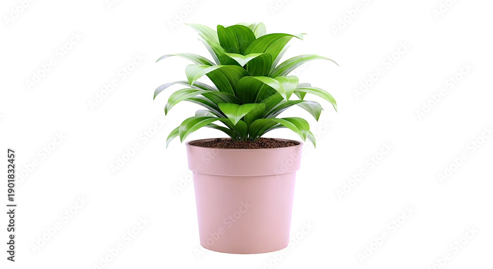 Obraz premium Potted Dracaena Fragrans plant with green leaves against a white background