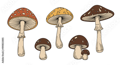 Collection of beautifully hand-drawn toadstool and mushroom illustrations in earthy tones, showcasing various shapes and sizes of fungi.
