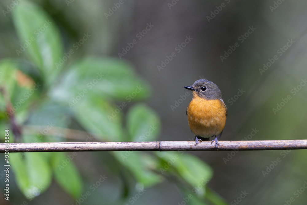 Obraz premium Nature wildlife image of Dayak blue bird Endemic of Borneo bird on deep jungle forest in Sabah, Borneo