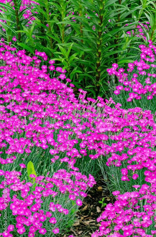 Fototapeta premium 589-09 Dianthus Pink