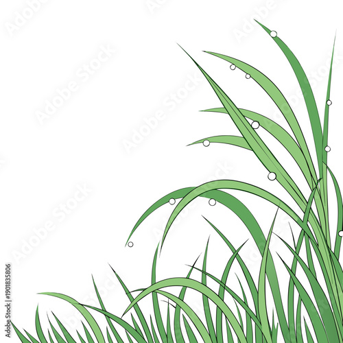 A close-up view of green grass blades with a white background. Vector