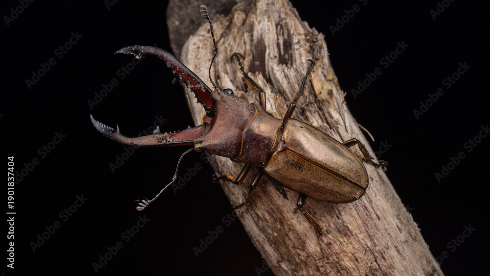Fototapeta premium Nature wildlife image of a stag beetle (Cyclommatus montanellus) of Sabah, Borneo
