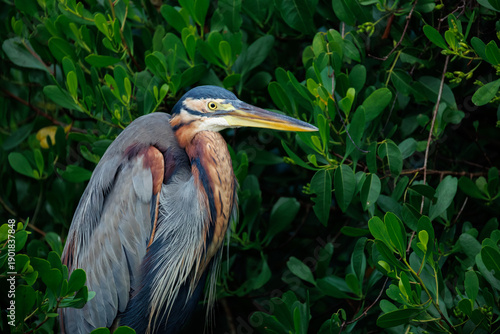 great blue heron