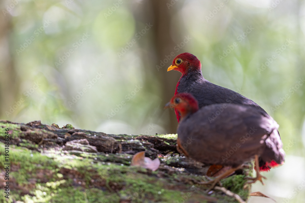Obraz premium Nature wildlife image of Crimson-headed partridge on deep jungle rainforest, It is endemic to the island of Borneo