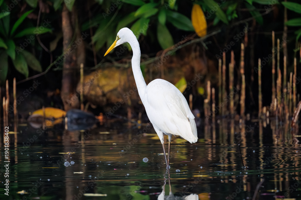 Naklejka premium great white heron