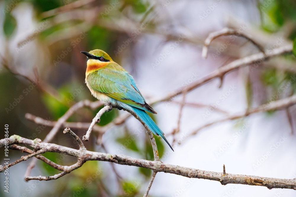 Fototapeta premium bee eater perched on branch