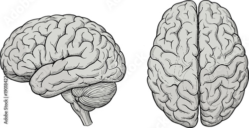 Human brain anatomy vector illustration set, black medical drawings of cerebral cortex, cerebellum, brainstem, hemispheres, and central sulcus