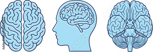 Human brain anatomy vector illustration set, black medical drawings of cerebral hemispheres, cerebellum, and brainstem for neuroscience design