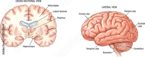 Human brain anatomy vector illustration set, labeled cross-sectional and lateral views for medical, neuroscience, and educational design