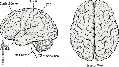Human brain anatomy vector illustration set, labeled medical drawings of cortex, sulcus, gyrus, ventricles, brain stem, and hemispheres