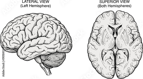 Human brain anatomy vector illustration set, labeled medical drawings of lateral hemisphere and superior view with cortex and sulci