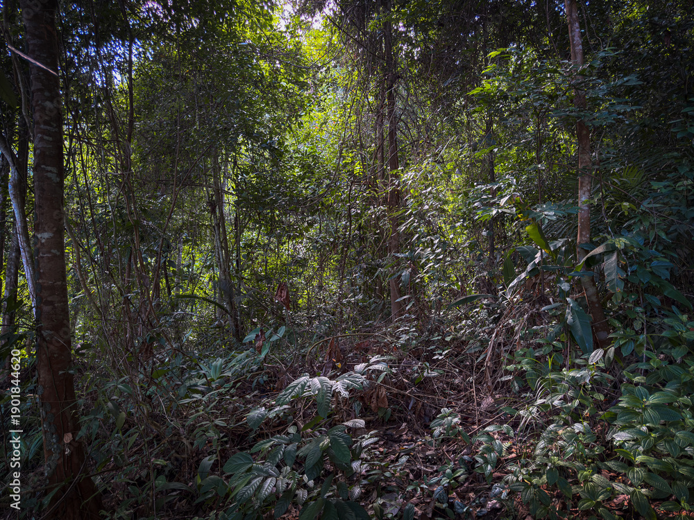 Fototapeta premium Amazing beautiful nature deep green of virgin rain forest of Sabah, Borneo
